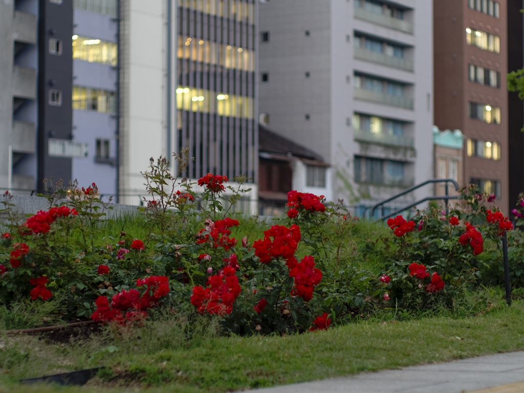 E-P5 with smc pentax-m 50mm f/1.4(開放)