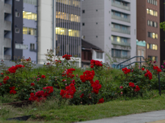 E-P5 with smc pentax-m 50mm f/1.4(開放)