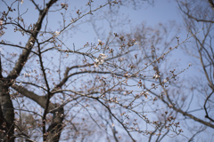 霞む冬空