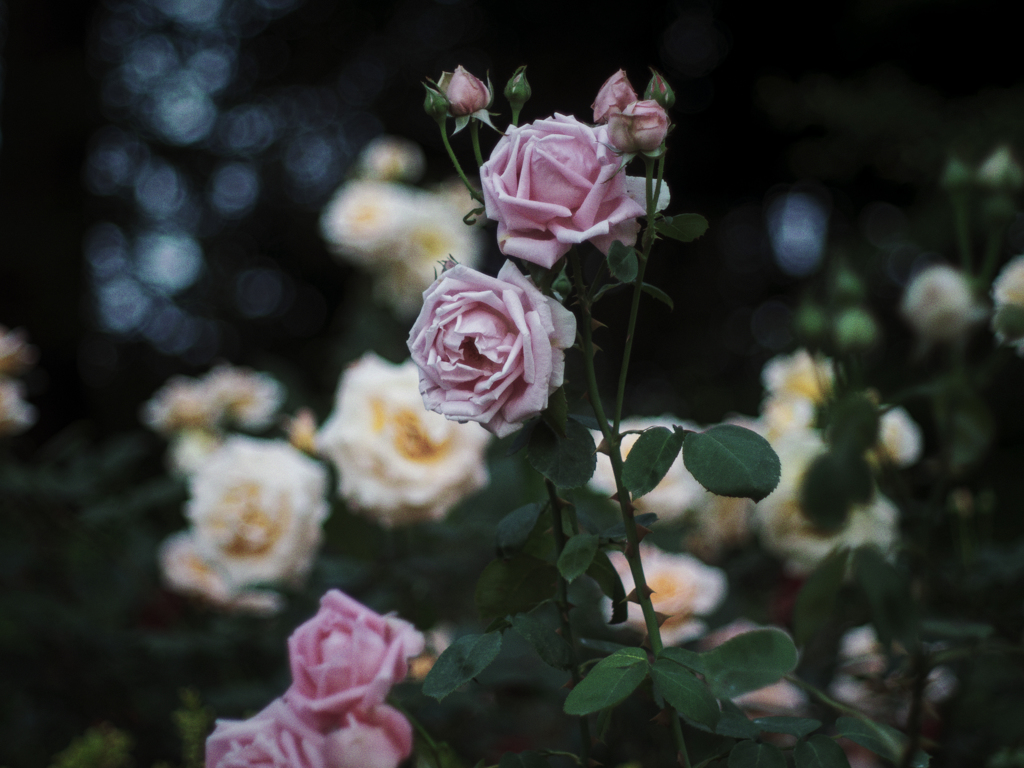 Jacob and Rose 