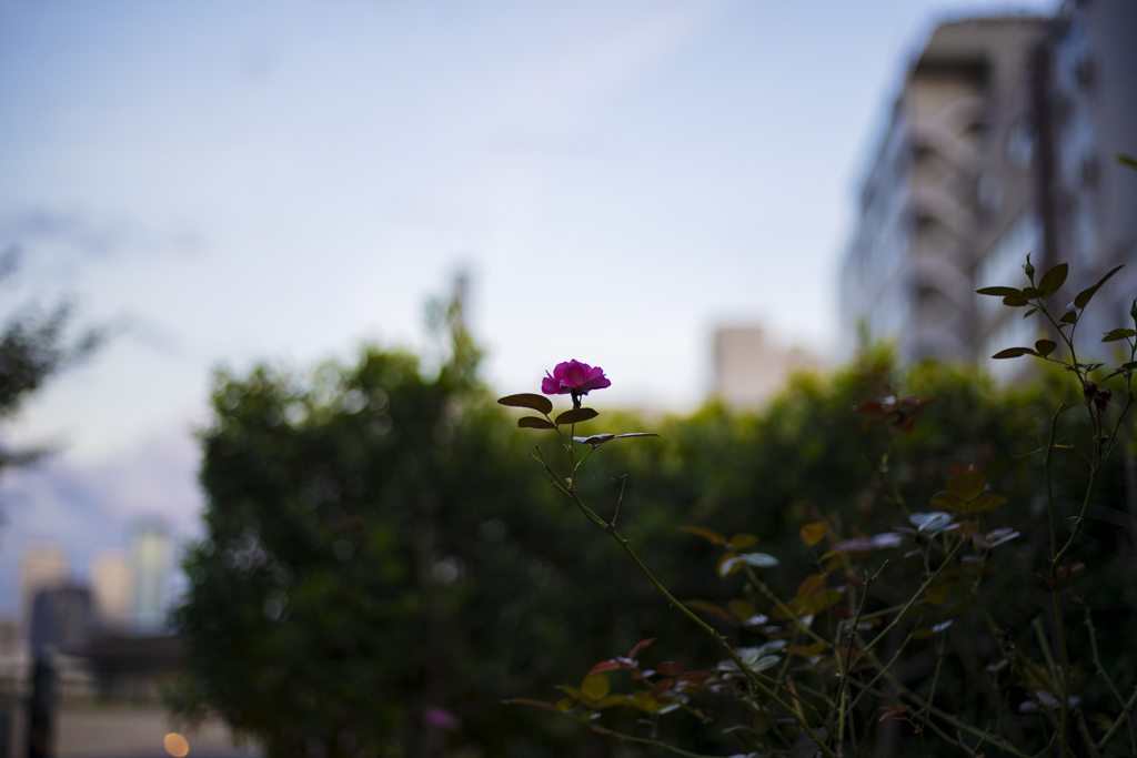 日曜日