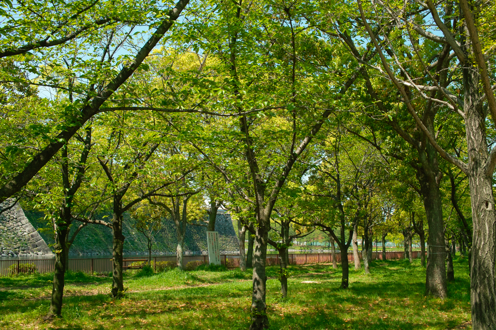 大阪城公園　外堀の石垣