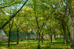 大阪城公園　外堀の石垣