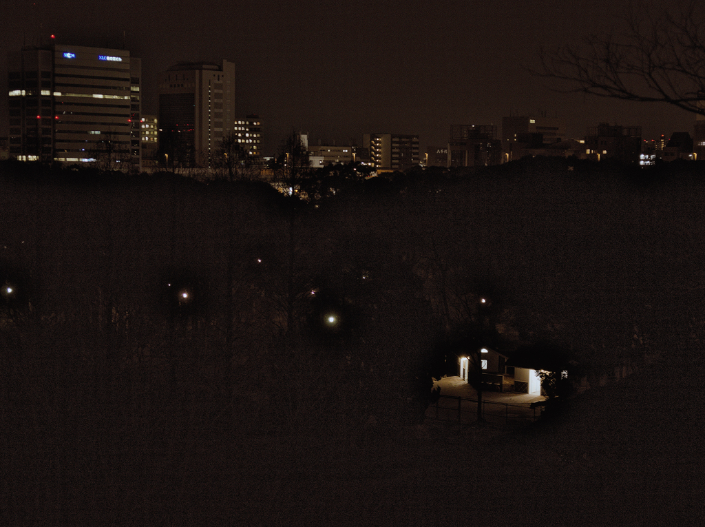 夜の森　1