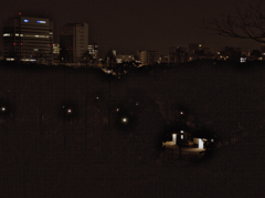 夜の森　1
