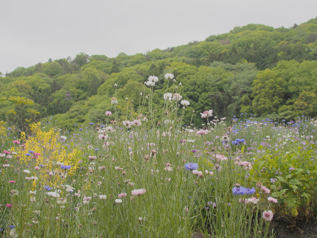 野の花