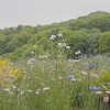 野の花