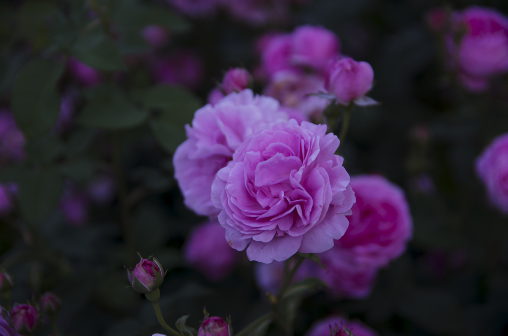 夜明の薔薇色 I　