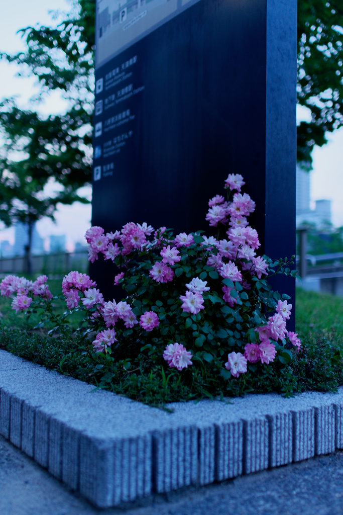 FLOWER's