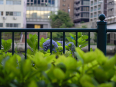 E-P5 with smc pentax-m 50mm f/1.4(開放)