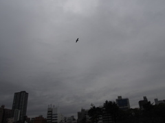 大川