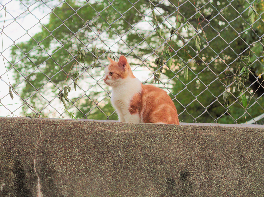 隣猫　1