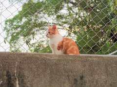 隣猫　1
