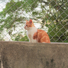 隣猫　1