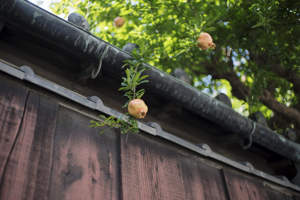 上汐町の石榴