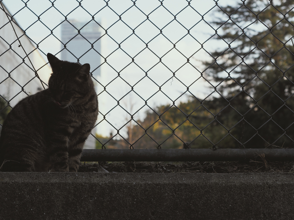 野良猫さんとあべのハルカス