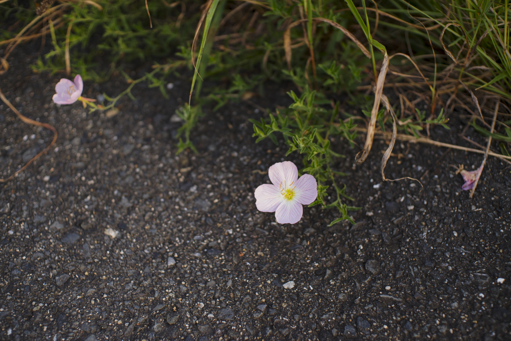 道端の花