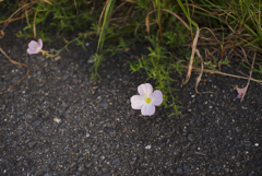 道端の花