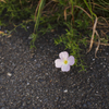 道端の花