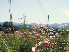 秋の野　五條