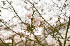 （春の）気分　以前フィルムで撮った桜