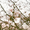 （春の）気分　以前フィルムで撮った桜