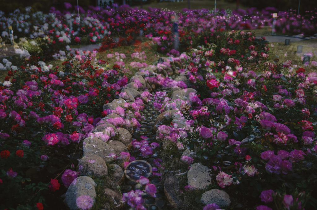 薔薇が湧く