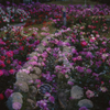 薔薇が湧く