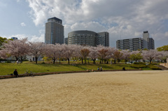 北野病院と桜のベルト