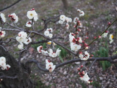 大阪城公園　梅園