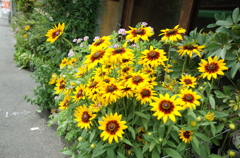 民家の花