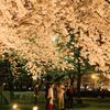 案外桜は面白い　おっさんと兄さん達