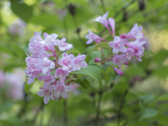 PINK FLOWERs