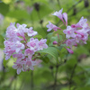 PINK FLOWERs