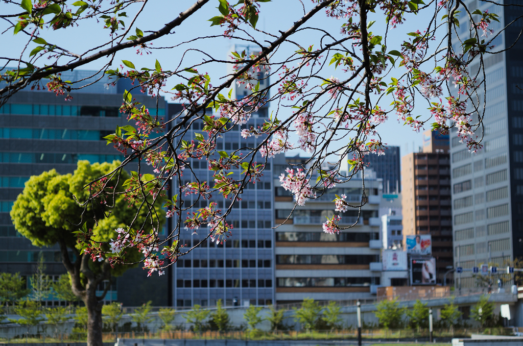 朝の光　桜拾遺