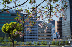 朝の光　桜拾遺