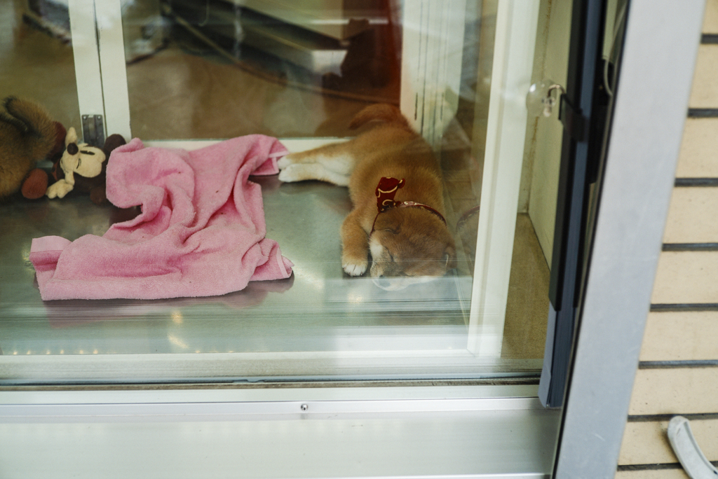 お犬様
