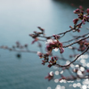 sakura Sa ku
