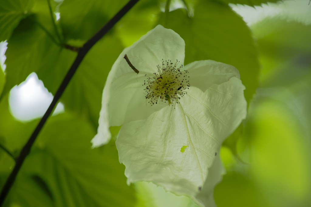 ハンカチノキの花