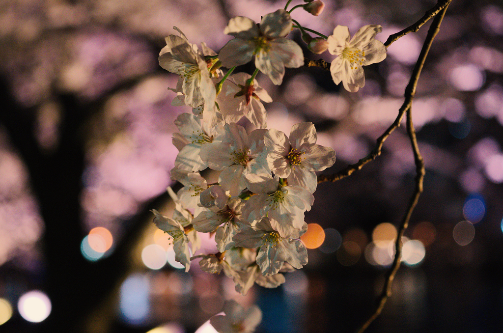 案外桜は面白い　イミテーションピンク