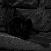清水坂の黒猫