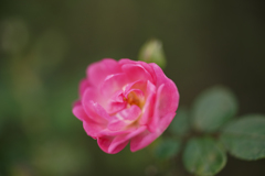 秋薔薇