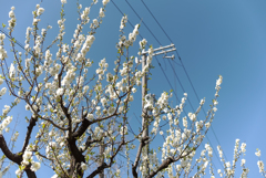 省略の美