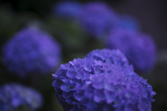 脱-紫陽花