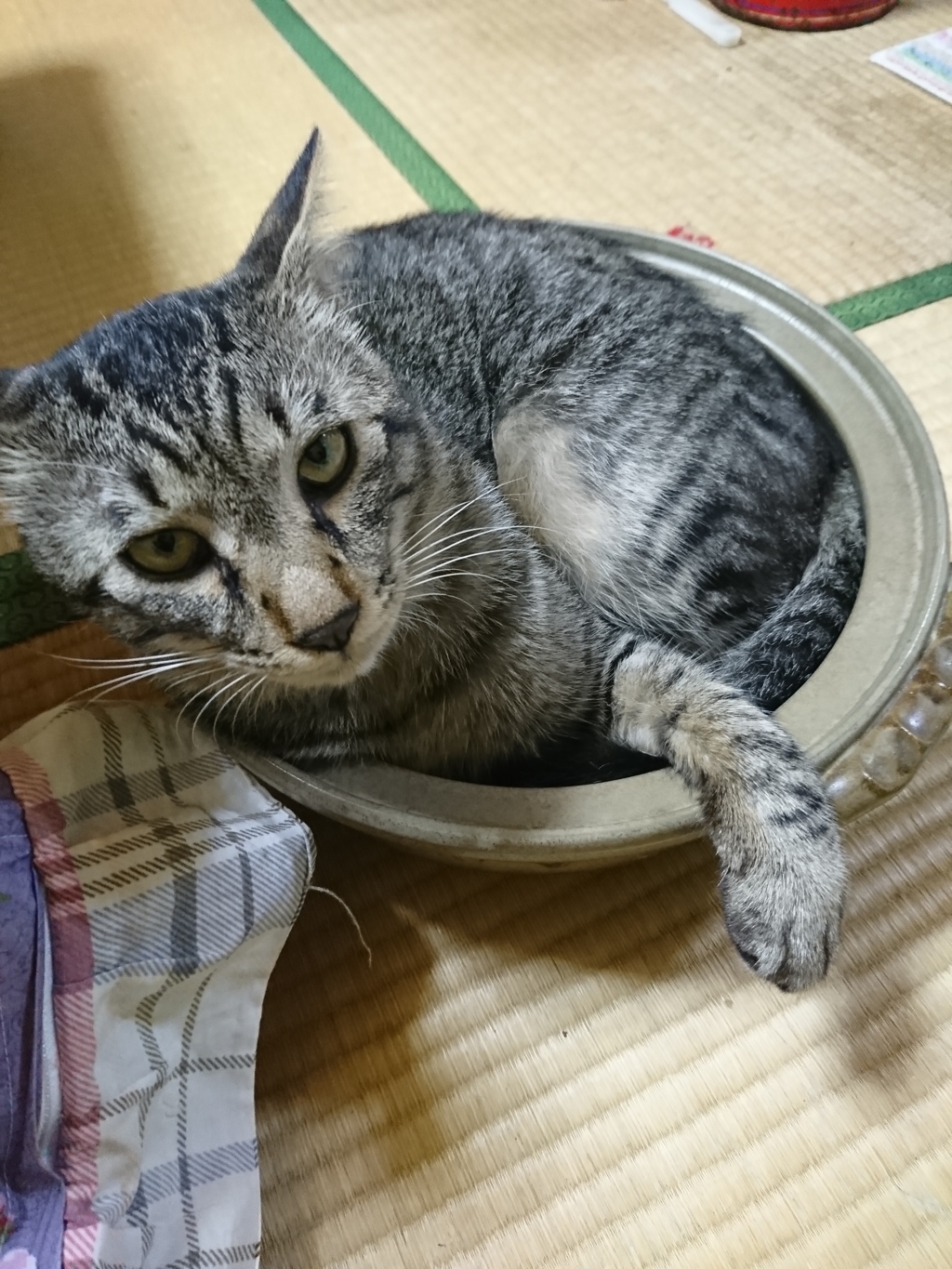 鍋猫　猫鍋