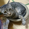 鍋猫　猫鍋