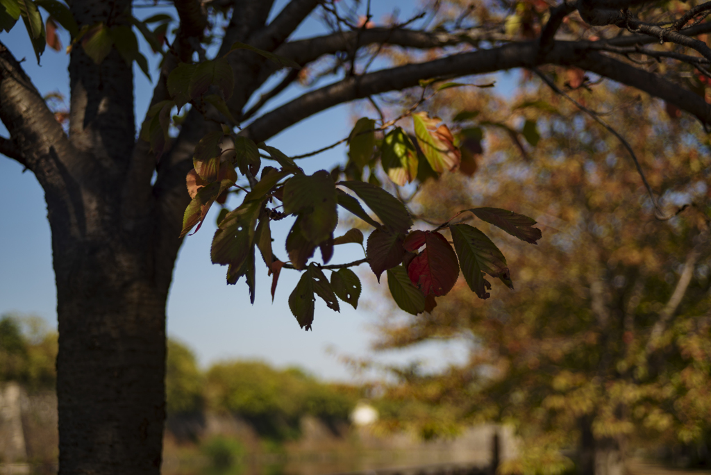 Autumn's colors