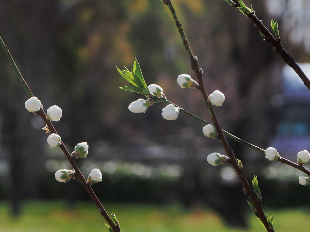 桃花 粒子感