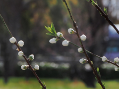 桃花 粒子感