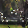 桃花 粒子感